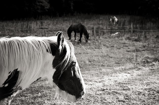 Horse in field-1001819.jpg